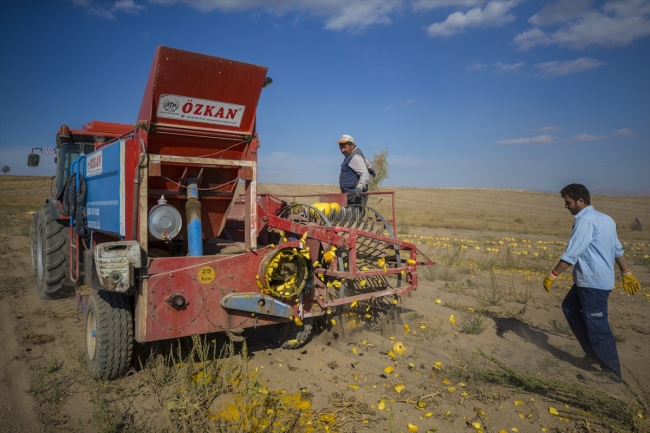 Lezzetini Erciyes Dağı'nın tüflü topraklarından alan tomarza kabak çekirdeği